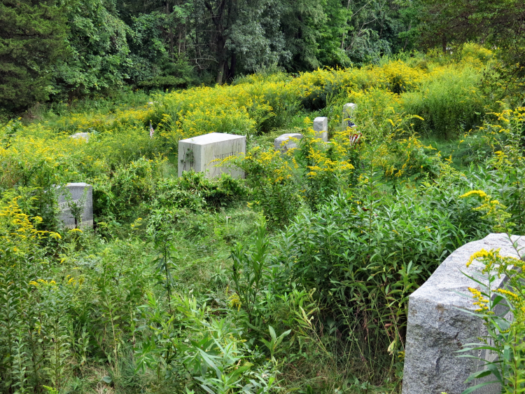 Overgrowth at Shady Lane